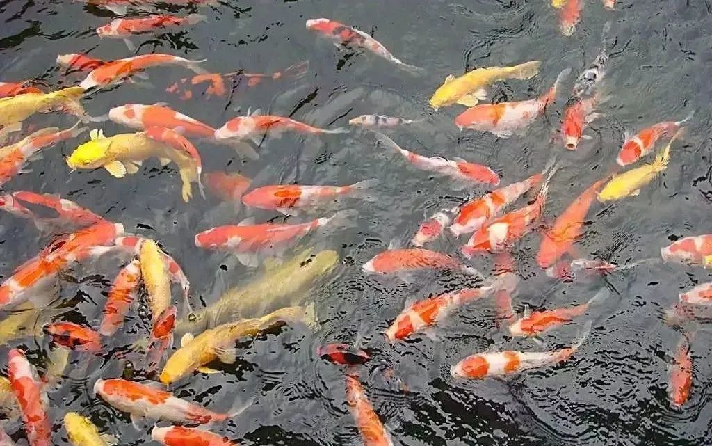 不负春光,快乐成长——洛阳东外小学部三年级研学旅行