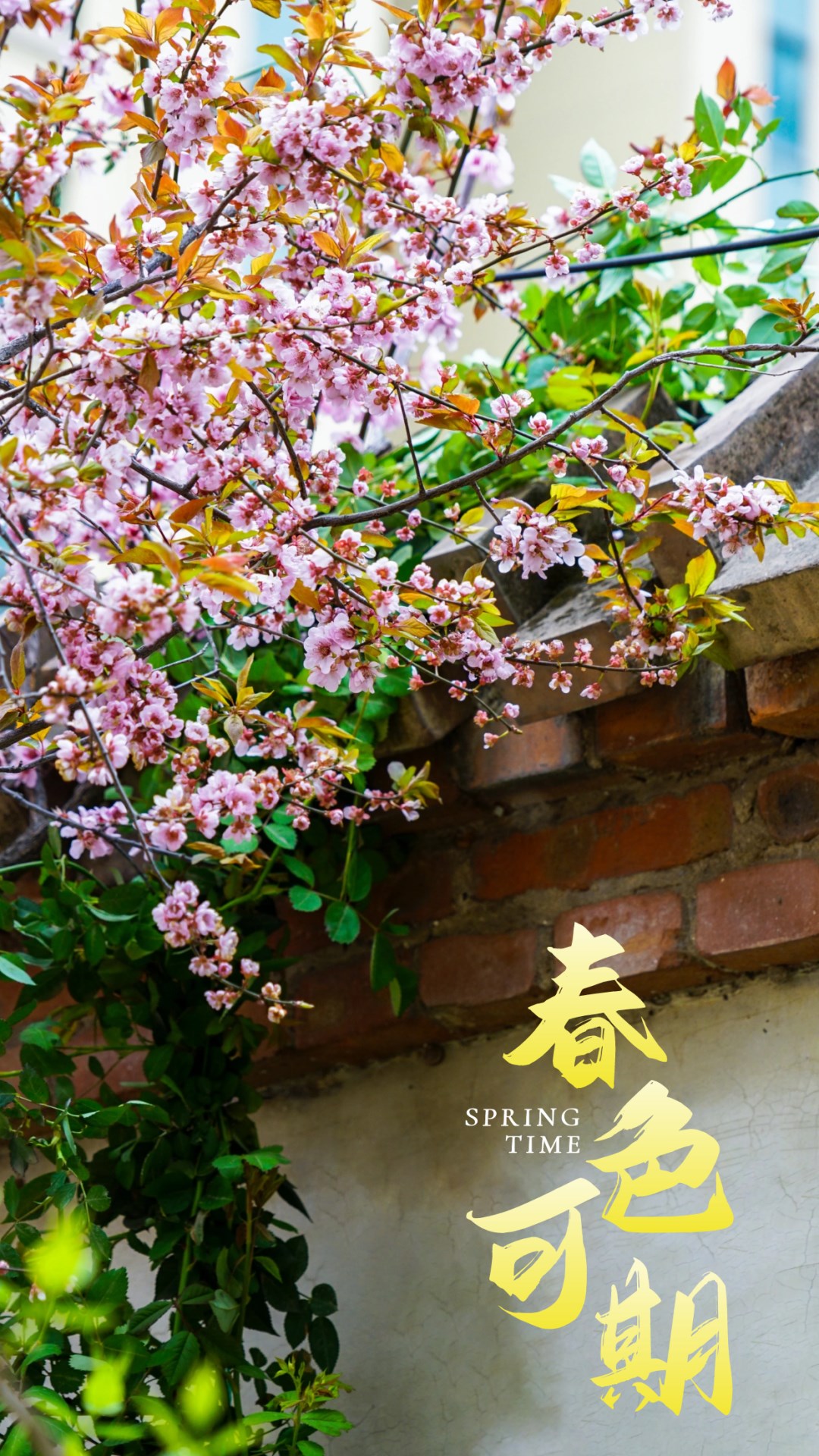 繁花似锦绽校园,核检护航保平安