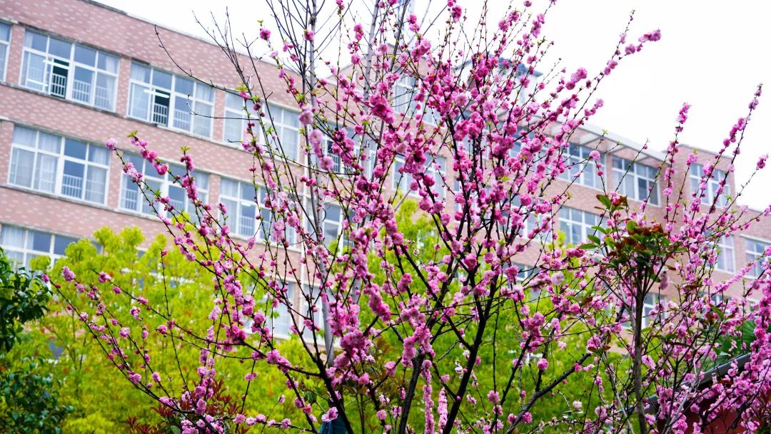 繁花似锦绽校园,核检护航保平安