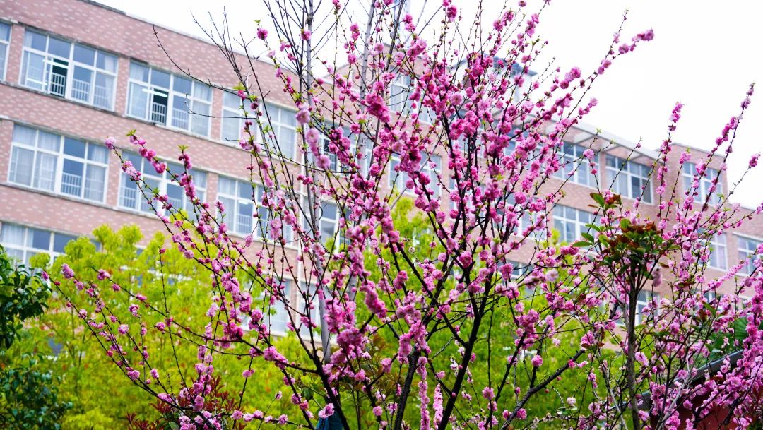 繁花似锦绽校园，核检护航保平安