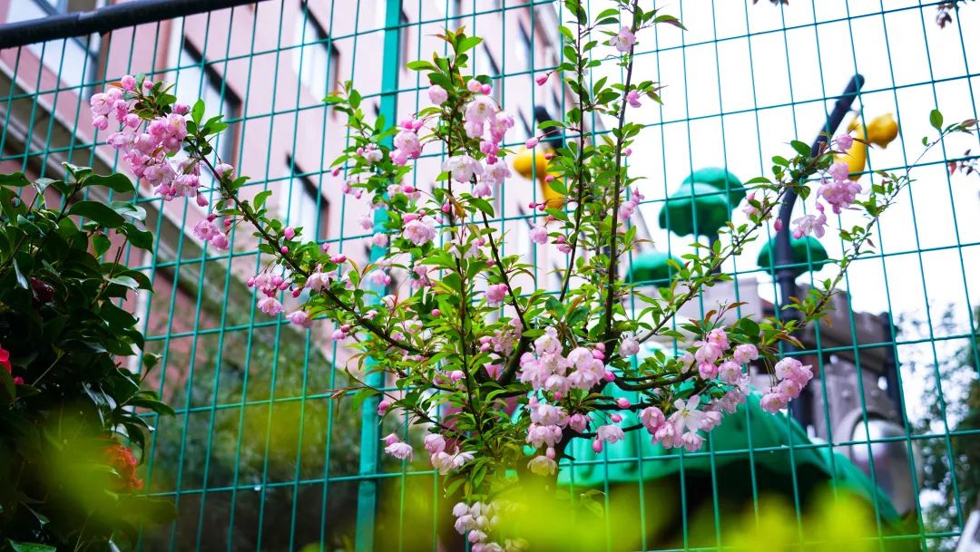 繁花似锦绽校园,核检护航保平安