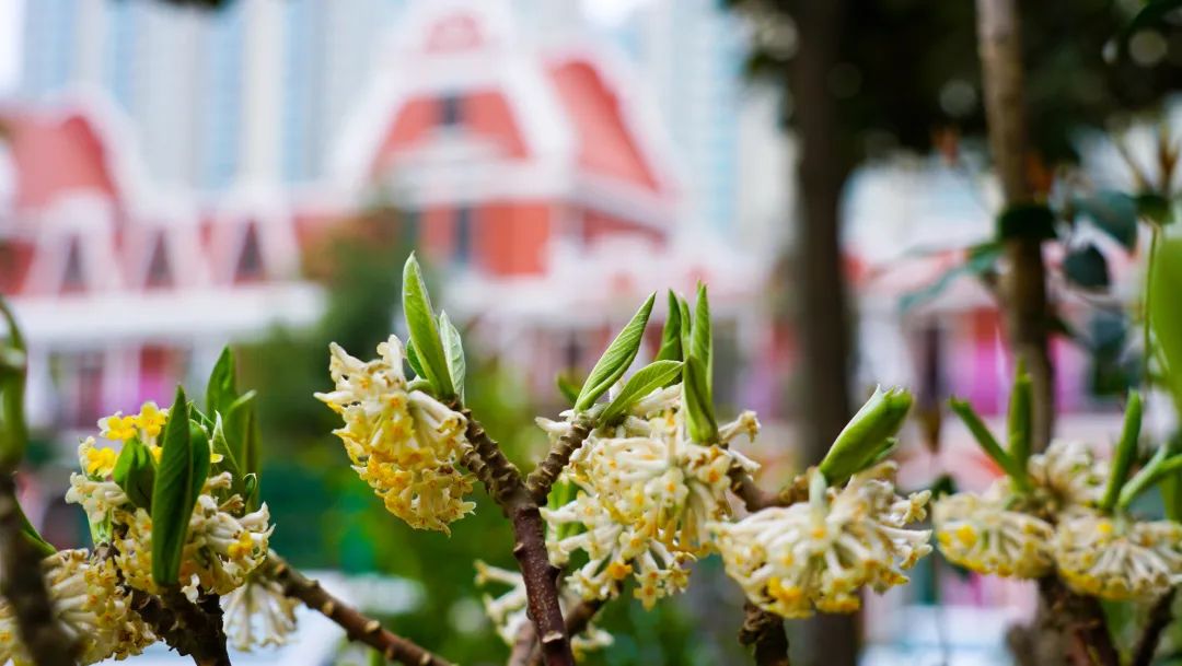 繁花似锦绽校园,核检护航保平安