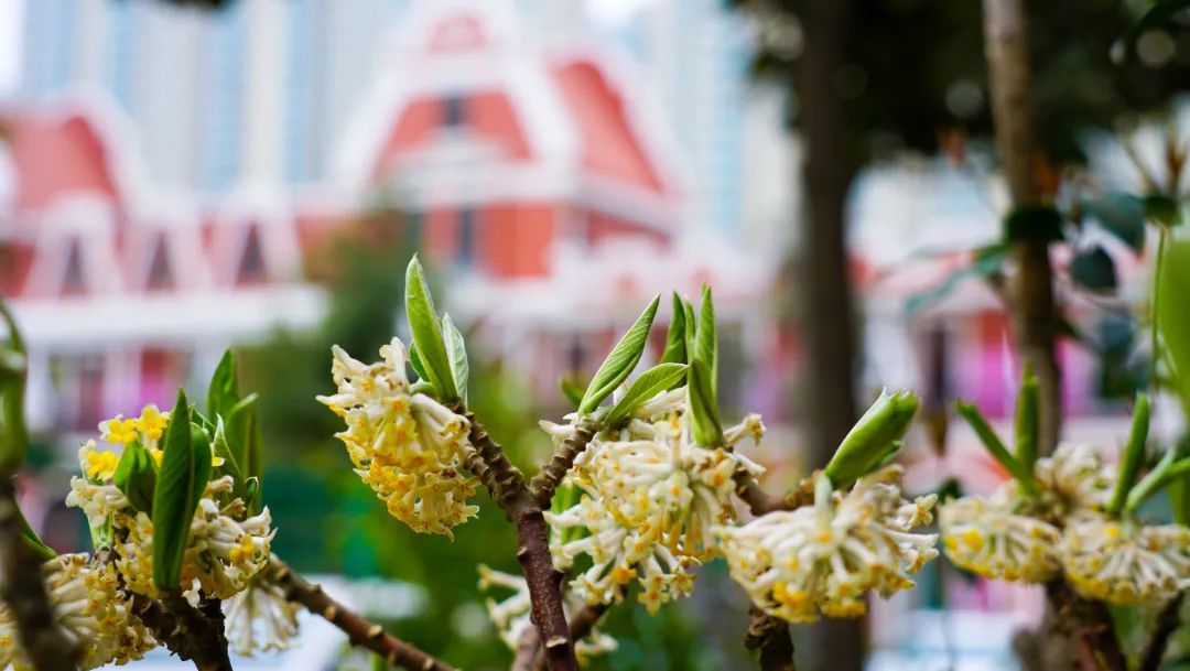 繁花似锦绽校园，核检护航保平安