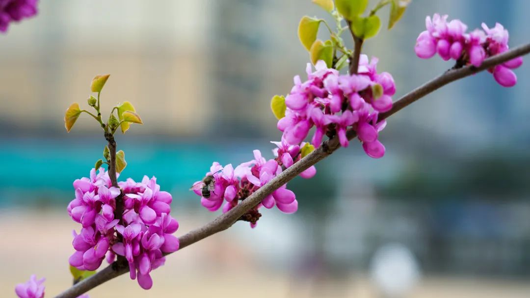 繁花似锦绽校园,核检护航保平安