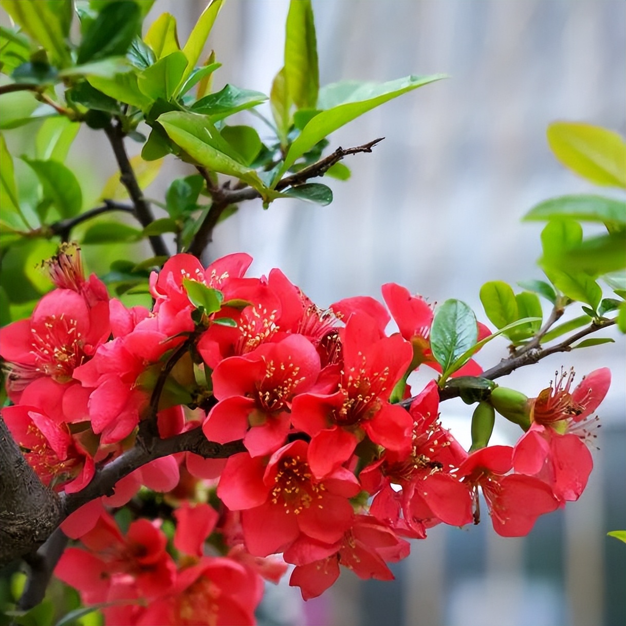 繁花似锦绽校园，核检护航保平安